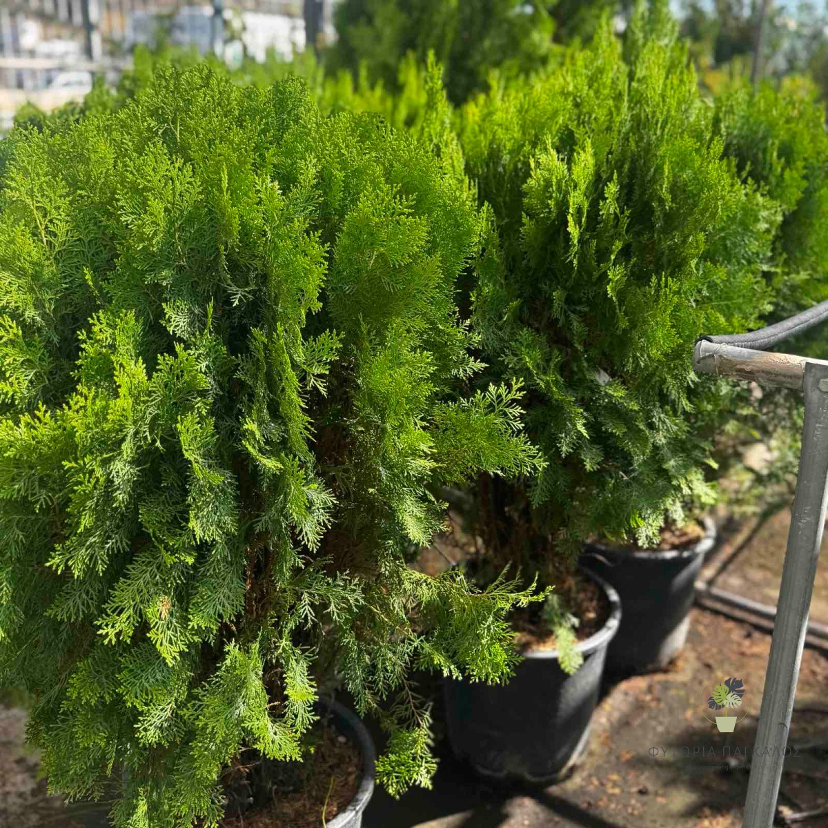 Τούγια Golden Globe (Thuja occidentalis) – Χρυσή Νάνα Τούγια - 2